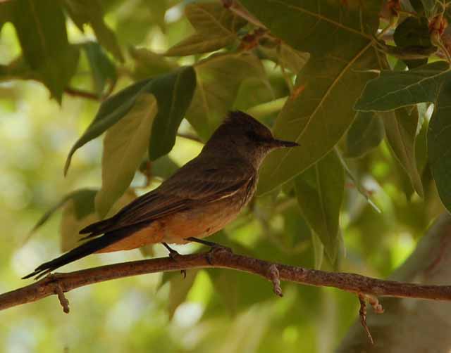 Say's Phoebe